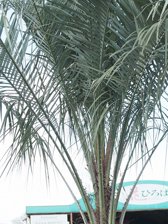 ヤシ ヤシの木 約2 3m 現品発送 ヤシの木 木 特大苗 現品発送 多肉植物 南国風 苗木 ココスヤシ 鉢上げ管理 庭 苗木 観葉植物 植木 庭木 シンボルツリー 常緑樹 高木 営業エリア外配送不可 Coco S 18 苗木の専門店 グリーンでｇｏ 現品お届け