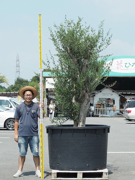 21春大特価セール 生産販売だからできる卸価格 この太さは樹齢の証 国産 現品 現品発送 瀬戸内 植木 オリーブ 苗木 原木オリーブの木 の 苗木 古木 原木オリーブ 約80年生以上 ナーセリーポット 鉢植え オリーブ の 木 苗 シンボルツリー 生垣 庭木