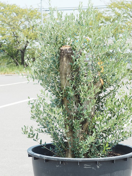 原木オリーブ 枯れにくいナーセリーポット管理 オリーブ 古木 枯れにくいナーセリーポット管理 現品 の ギフト向けコチョウラン オリーブ 夏野菜苗 苗 生垣 苗木 鉢植え 木 シンボルツリー 庭木 植木 常緑樹 配送大型樹木 配送地域 愛知 岐阜 三重 滋賀県 静岡 原木オリーブ 枯れにくいナーセリーポット管理 オリーブ 古木 枯れにくいナーセリーポット管理 現品 の ギフト向けコチョウラン オリーブ 夏野菜苗 苗 生垣 苗木 鉢植え 木 シンボルツリー 庭木 植木 常緑樹 配送大型樹木 配送地域 愛知 岐阜 三重 滋賀県 静岡