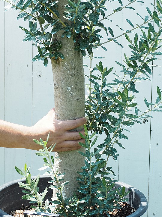 オリーブ 庭木 現品 夏野菜苗 古木 古木 鉢植え の 苗木 原木オリーブ シンボルツリー 枯れにくいナーセリーポット管理 オリーブ 木 苗 生垣 庭木 植木 常緑樹 全国配送可 ｇ 52 苗木の専門店 グリーンでｇｏ 瀬戸内 国産 原木オリーブの木 この太さは樹齢の