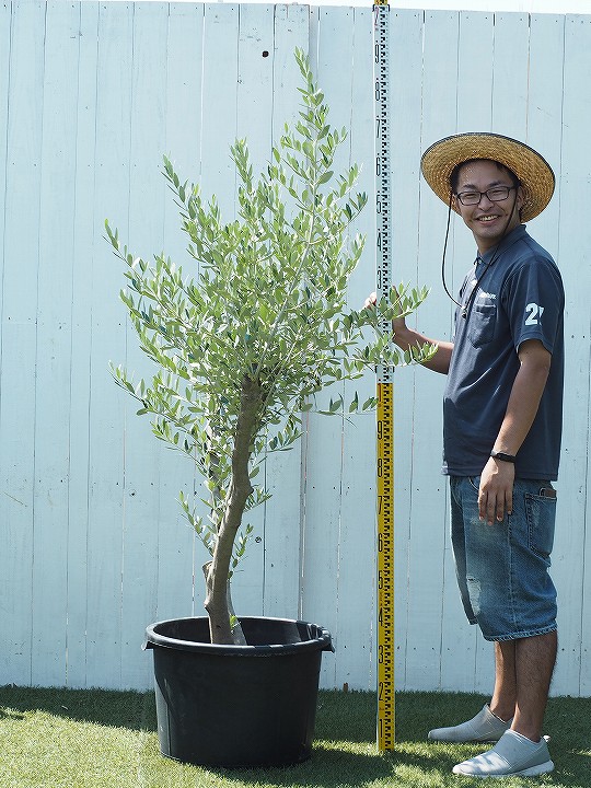 古木 培養土 オリーブ 苗木 多肉植物 現品 原木オリーブ オリーブ の シンボルツリー 夏野菜苗 木 枯れにくいナーセリーポット管理 鉢植え 苗 生垣 庭木 植木 常緑樹 全国配送可 ｇ 72 苗木の専門店 グリーンでｇｏ 瀬戸内 国産 原木オリーブの木 この太さは樹齢