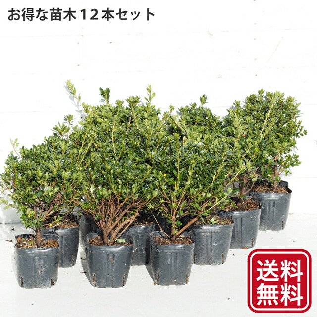 楽天市場】◇送料無料◇ さつき 苗 【サツキ 赤 （あか）】 4号ポット