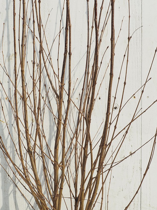 楽天市場 カツラ 苗 桂 かつら 約1 7m 株立ち大苗 里山の木 苗木 落葉樹 自然派ガーデン 雑木 庭木 苗木の専門店 グリーンでｇｏ