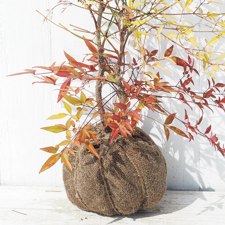 楽天市場 南天 苗 赤実 ナンテン 根巻き苗 苗木 植木 庭木 生垣 目隠し グランドカバー 紅葉 雑木 常緑樹 中木 苗木の専門店 グリーンでｇｏ