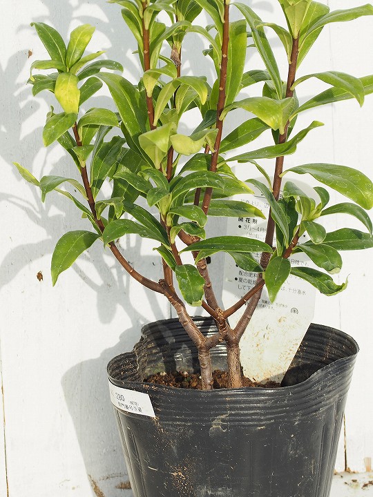 楽天市場 送料無料 沈丁花 苗 ジンチョウゲ 白 ポット苗 ニーム小袋付き 苗木 植木 花木 庭木 生垣 目隠し グランドカバー 常緑樹 低木 北海道 沖縄は送料無料適用外です 苗木の専門店 グリーンでｇｏ