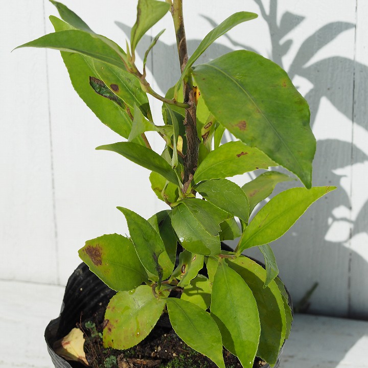 楽天市場 榊 苗木 本榊 ほんさかき 青芽神サカキ ポット苗 栽培 苗 植木 庭木 生垣 目隠し 神事 常緑樹 高木 苗木の専門店 グリーンでｇｏ