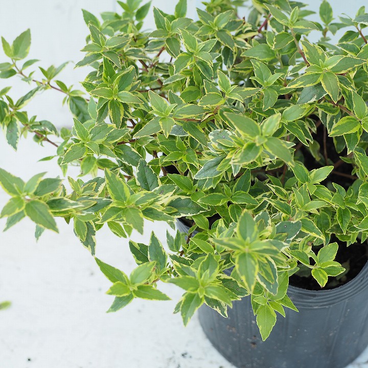 アベリア 苗 5号ポット苗 ハナゾノツクバネウツギ 苗木 植木 花木 庭木 生垣 目隠し グランドカバー 常緑樹 低木 レディーリバティー 10周年記念イベントが