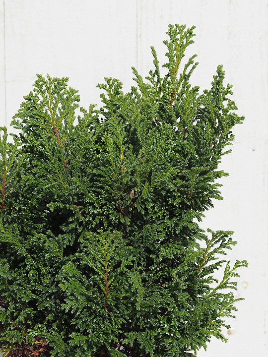 楽天市場 コニファー 苗 プルモーサコンプレッサ 球形コニファー 約0 3m 5号ポット苗 苗木 植木 庭木 コニファーガーデン シンボルツリー 生垣 目隠し 針葉樹 常緑樹 プルモサコンプレッサ 苗木の専門店 グリーンでｇｏ