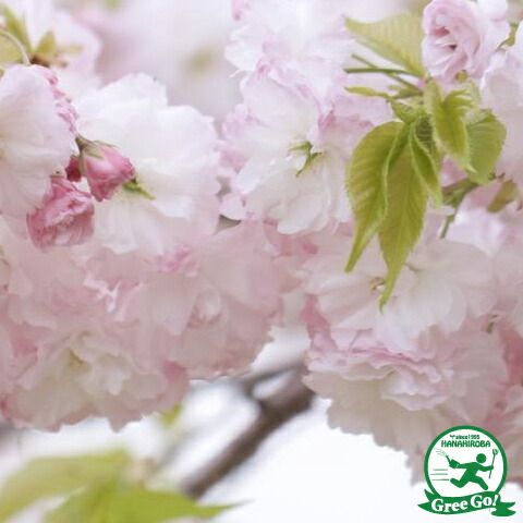 楽天市場】桜 苗木 冬に咲く桜【 八重桜 大阪冬桜 （おおさかふゆざく