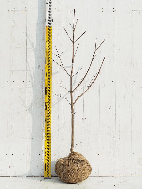 楽天市場 ハナミズキ 苗 斑入り ステラピンク 約1 0m 根巻き苗 シンボルツリー 苗木 常緑樹 自然派ガーデン 雑木 庭木 苗木の専門店 グリーンでｇｏ