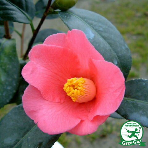 楽天市場】椿 苗 【初音】 接木 白鉢植え 開花10～4月 : 苗木部 by