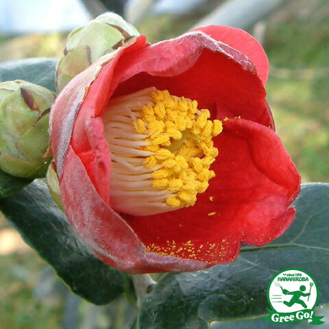 楽天市場】椿 苗木 接木苗 【頌花宴 （しょうかえん）一重咲き】 2年生