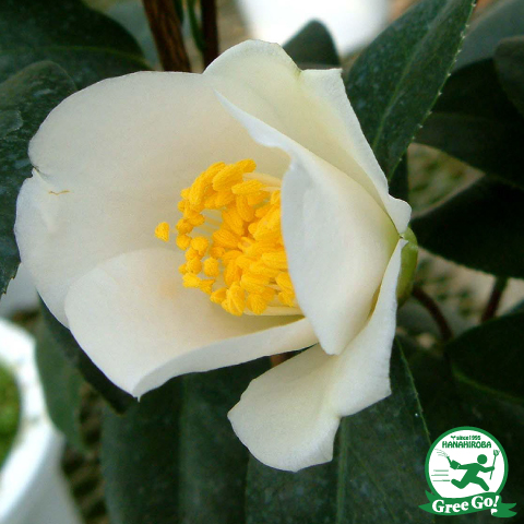 呼子鳥　よぶこどり　椿 Weblog 「和みの庭」 2011～2016: 四昭花・呼子鳥・木連川