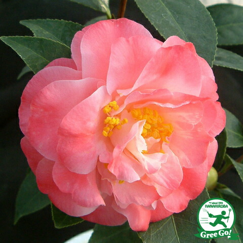 楽天市場】椿 苗木 【フランクハウザー 八重咲き】 2年生 接ぎ木苗