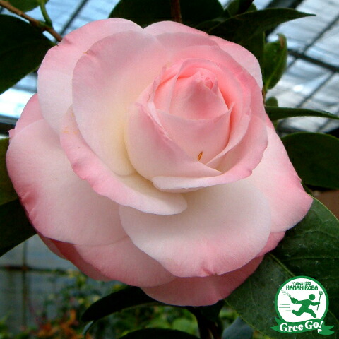 楽天市場】椿 苗木 【毛利呼子鳥 （もうりよぶこどり） 中輪咲き】 2