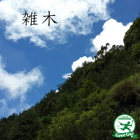 イヌエンジュ　苗木　紅葉樹　落葉樹 新芽 緑と白の葉 大小セット イヌエンジュ 苗木 紅葉樹 落葉樹 新芽 緑と白の葉 大小セット