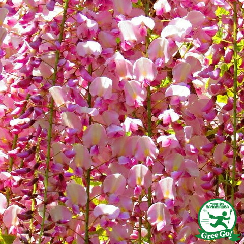 楽天市場】◇送料無料◇ 藤 苗 【花藤 （紫花）】 約0.7m ポット苗