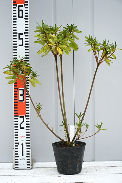 楽天市場】コブシ 苗 【コブシ】 ポット苗 こぶし こぶしの木 辛夷