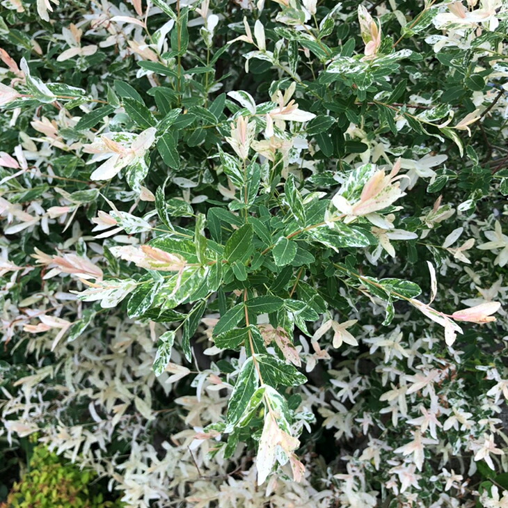 楽天市場】ヒサカキ 苗 【姫榊 （ひさかき）】 5号ポット苗 榊