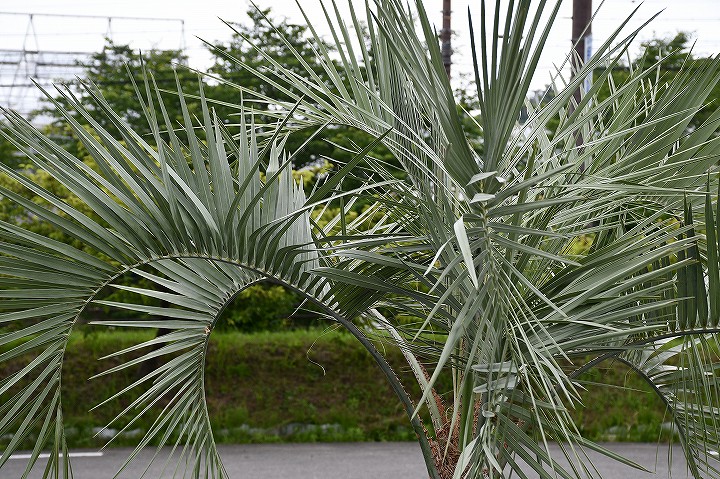 ヤシ ココスヤシ ヤシの木 鉢上げ管理中 南国風 ヤシ 苗木 耐寒性 庭 木 現品発送 ココスヤシ ヤシの木 苗木 観葉植物 植木 庭木 シンボルツリー 常緑樹 高木 地域限定 自社便配達 関東 中部地区 関西 店頭にて軽トラック引き取り可能サイズ R6 12