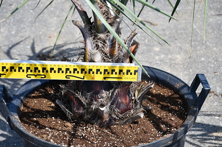 現品発送 耐寒性 ヤシ 苗木 ヤシの木 ココスヤシ 鉢上げ管理中 根巻苗でのお届け 南国風 庭 木 苗木 観葉植物 植木 庭木 シンボルツリー 常緑樹 高木 全国発送可 店頭にてミニバン ワンボックス 軽トラック引き取り可能サイズ R6 49 Onpointchiro Com