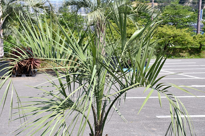 現品発送 耐寒性 ヤシ 苗木 ヤシの木 ココスヤシ 鉢上げ管理中 根巻苗でのお届け 南国風 庭 木 苗木 観葉植物 植木 庭木 シンボルツリー 常緑樹 高木 全国発送可 店頭にてミニバン ワンボックス 軽トラック引き取り可能サイズ R6 52 Onpointchiro Com