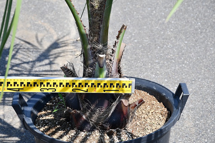 現品発送 耐寒性 ヤシ 苗木 ヤシの木 ココスヤシ 鉢上げ管理中 根巻苗でのお届け 南国風 庭 木 苗木 観葉植物 植木 庭木 シンボルツリー 常緑樹 高木 全国発送可 店頭にてミニバン ワンボックス 軽トラック引き取り可能サイズ R6 52 Onpointchiro Com