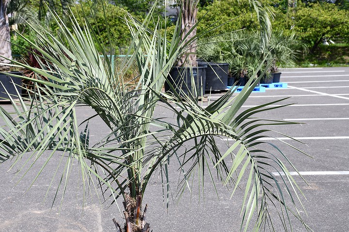 現品発送 耐寒性 ヤシ 多肉植物 苗木 庭木 ヤシの木 ココスヤシ 鉢上げ管理中 苗木 根巻苗でのお届け 南国風 庭 木 苗木 観葉植物 植木 庭木 シンボルツリー 常緑樹 高木 全国発送可 店頭にてミニバン ワンボックス 軽トラック引き取り可能サイズ R6 54 苗木