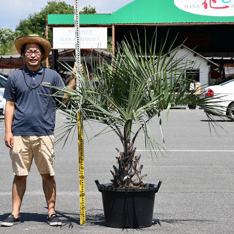 春先取りのの庭木 ココス 三重県 苗木 常緑樹 観葉植物 全国発送可 根巻苗でのお届け 植木 東海地区一番の店頭 在庫数 花ひろば 鉢上げ管理中 苗木 愛知県 岐阜県 ヤシ 南国風 リゾート系シンボルツリーとして人気 ヤシの木 木 シンボルツリー 南国風