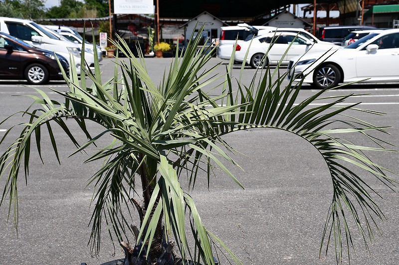現品発送 耐寒性 ヤシ 苗木 ヤシの木 ココスヤシ 鉢上げ管理中 根巻苗でのお届け 南国風 庭 木 苗木 観葉植物 植木 庭木 シンボルツリー 常緑樹 高木 全国発送可 店頭にてミニバン ワンボックス 軽トラック引き取り可能サイズ R6 62 Onpointchiro Com