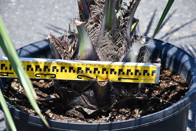 現品発送 耐寒性 ヤシ 苗木 ヤシの木 ココスヤシ 鉢上げ管理中 根巻苗でのお届け 南国風 庭 木 苗木 観葉植物 植木 庭木 シンボルツリー 常緑樹 高木 全国発送可 店頭にてミニバン ワンボックス 軽トラック引き取り可能サイズ R6 64 Nfl Cz