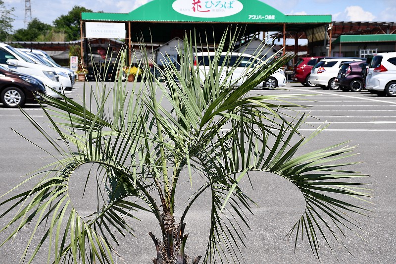 現品発送 耐寒性 ヤシ 苗木 ヤシの木 ココスヤシ 鉢上げ管理中 根巻苗でのお届け 南国風 庭 木 苗木 観葉植物 植木 庭木 シンボルツリー 常緑樹 高木 全国発送可 店頭にてミニバン ワンボックス 軽トラック引き取り可能サイズ R6 65 Onpointchiro Com