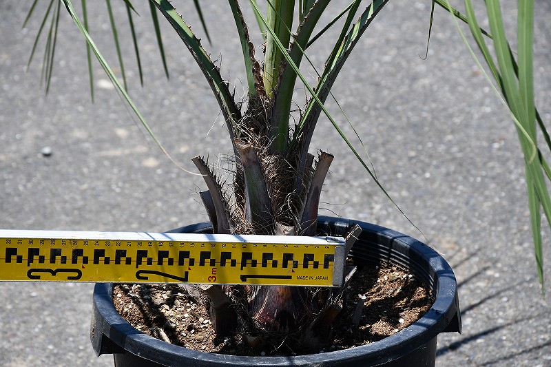 現品発送 耐寒性 ヤシ 苗木 ヤシの木 ココスヤシ 鉢上げ管理中 南国風 庭 木 苗木 観葉植物 植木 庭木 シンボルツリー 常緑樹 高木 全国発送可 店頭にてミニバン ワンボックス 軽トラック引き取り可能サイズ R6 91 Gulbaan Com
