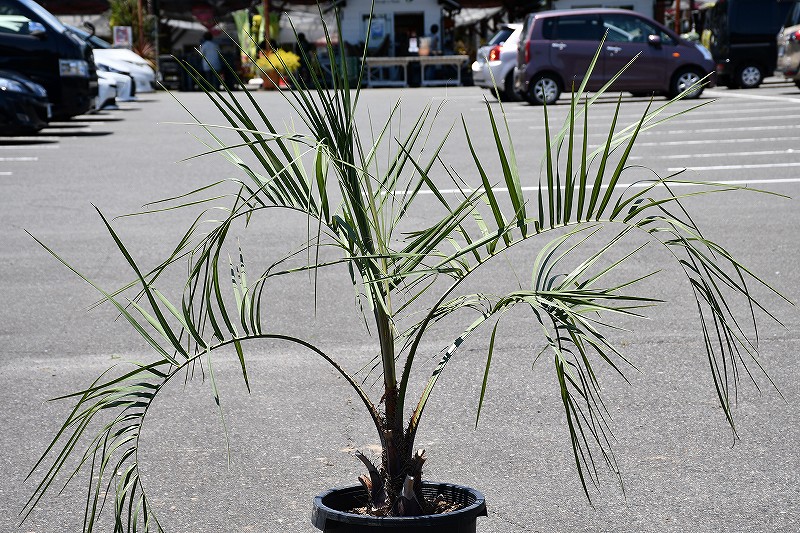 現品送り出す 耐寒資性 椰子科 苗成木 ヤシの木 ココスヤシ ボウル上ぼり総理内 南国性 ガーデン 木 苗木 観葉植物 植木 庭木 シンボル木 常緑樹 樹木 全国発送可 店先にてミニバン バッターボックス 軽トラック引き取り手術可能大きさ R6 93 Birdtheartist Co Uk