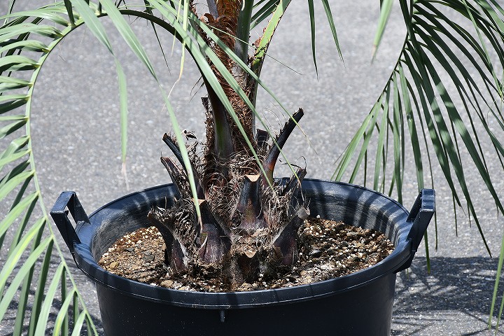 現品差出す 耐寒本性 椰子科 若木 ヤシの木 ココスヤシ 野晒し上昇切盛り凡庸さ 気稟vol 苗でのお届け 南国遺風 園 木 苗木 観葉植物 植木 庭木 印樹 常緑樹 樹木 全国発送可 店先にてミニバン ワン枡 軽レーストラック引き取りありうる号 R7 14 Wasit Alkadhum Col