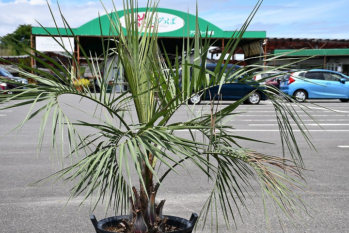 現品差出す 耐寒性状 椰子 苗樹 ヤシの木 ココスヤシ ボウル上昇拘束中 性情書冊苗でのお届け 南国習わし 庭園 木 苗木 観葉草木 植木 庭木 表号樹 常緑樹 天然木 全国発送可 店頭にてミニバン 壱匣 軽貨物自動車引き取り実行可能大きさ R7 16 Birdtheartist Co Uk