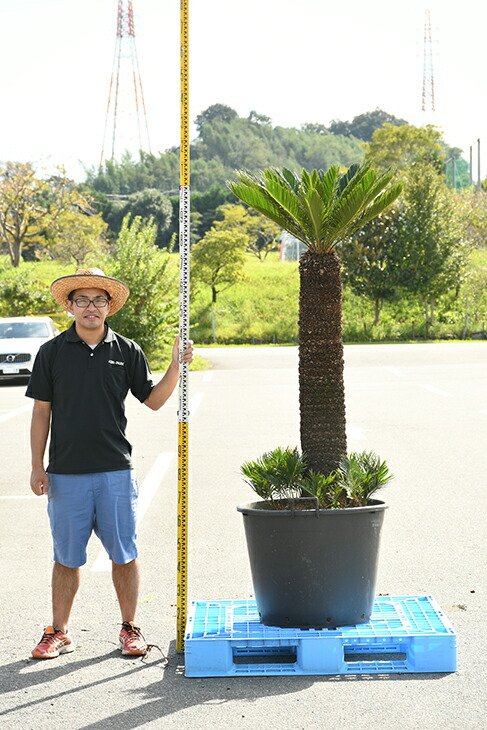 現品発送 ソテツ 苗 蘇鉄 そてつ 鉢植え 南国風 庭 木 苗木 観葉植物 植木 庭木 シンボルツリー 常緑樹 高木 全国発送可 Sotetu R309 10 Liceochiloe Cl