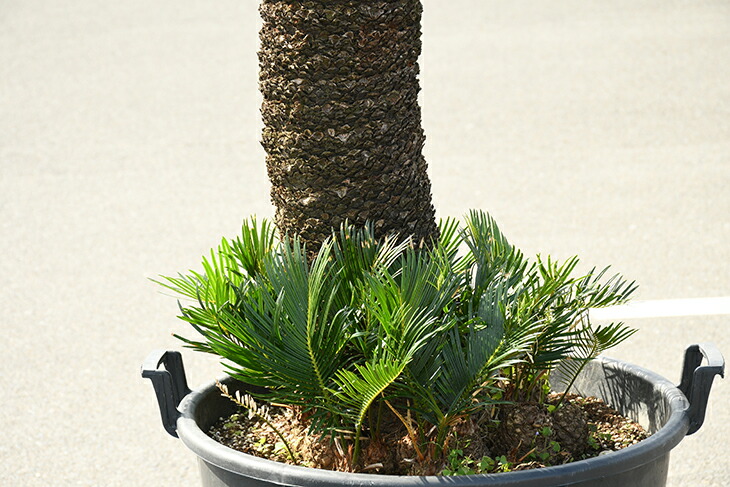 現品発送 ソテツ 苗 蘇鉄 そてつ 鉢植え 南国風 庭 木 苗木 観葉植物 植木 庭木 シンボルツリー 常緑樹 高木 全国発送可 Sotetu R309 10 Liceochiloe Cl