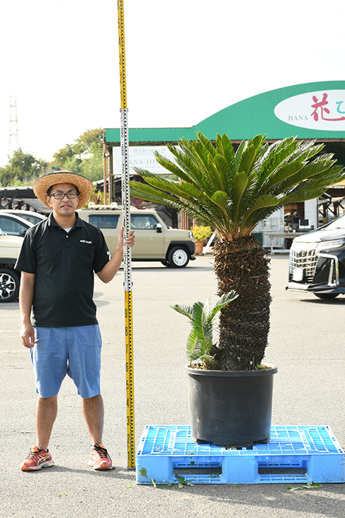 現品発送 ソテツ 苗 蘇鉄 そてつ 鉢植え 南国風 庭 木 苗木 観葉植物 植木 庭木 シンボルツリー 常緑樹 高木 全国発送可 Sotetu R309 19 Oswegocountybusiness Com