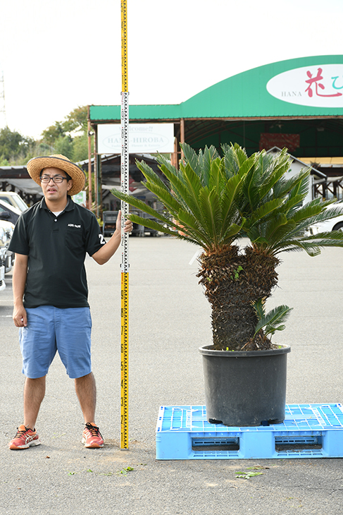 現品発送 ソテツ 苗 蘇鉄 そてつ 鉢植え 南国風 庭 木 苗木 観葉植物 植木 庭木 シンボルツリー 常緑樹 高木 全国発送可 Sotetu R309 21 Escuelavolcansanjose Cl