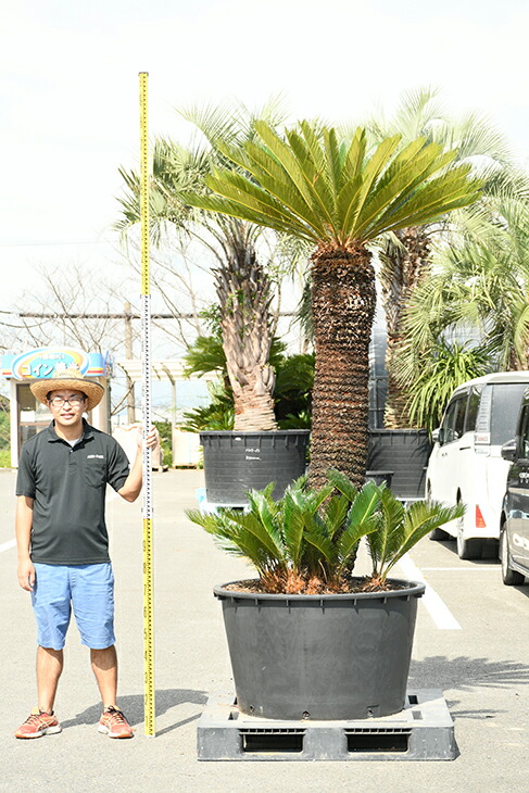 現品発送 ソテツ 苗 蘇鉄 そてつ 鉢植え 南国風 庭 木 苗木 観葉植物 植木 庭木 シンボルツリー 常緑樹 高木 全国発送可 Sotetu R309 4 Ceconsolidada Cl