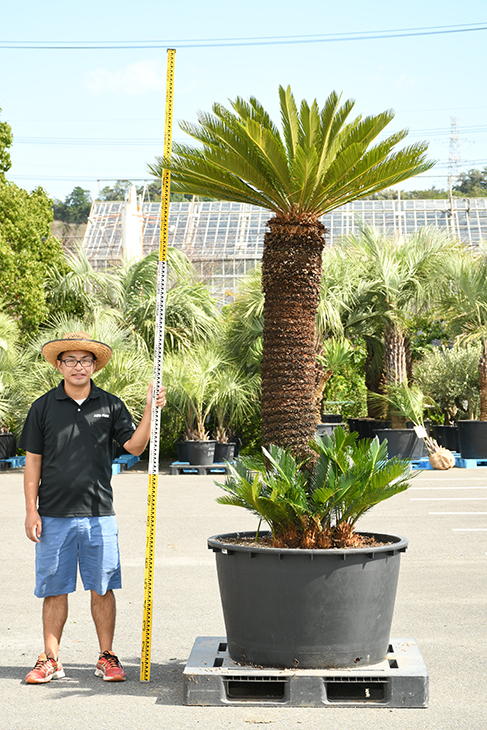 現品発送 ソテツ 苗 蘇鉄 そてつ 鉢植え 南国風 庭 木 苗木 観葉植物 植木 庭木 シンボルツリー 常緑樹 高木 全国発送可 Sotetu R309 4 Ceconsolidada Cl