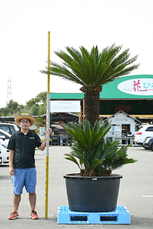 ソテツ 現品発送 苗 そてつ ガーデニング 農業 蘇鉄 現品発送 庭 植木 木 メス株 苗木 南国ムードを演出するソテツ 盆栽や観葉植物にも根強い人気 鉢植え 南国風 観葉植物 植木 庭木 シンボルツリー 常緑樹 高木 全国発送可 Sotetu R309 5