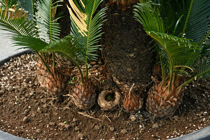 現品発送 ソテツ 苗 蘇鉄 そてつ メス株 鉢植え 南国風 庭 木 苗木 観葉植物 植木 庭木 シンボルツリー 常緑樹 高木 全国発送可 Sotetu R309 5 Liceochiloe Cl