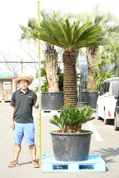 現品発送 ソテツ 苗 蘇鉄 そてつ 鉢植え 南国風 庭 木 苗木 観葉植物 植木 庭木 シンボルツリー 常緑樹 高木 全国発送可 Sotetu R309 8 Ceconsolidada Cl