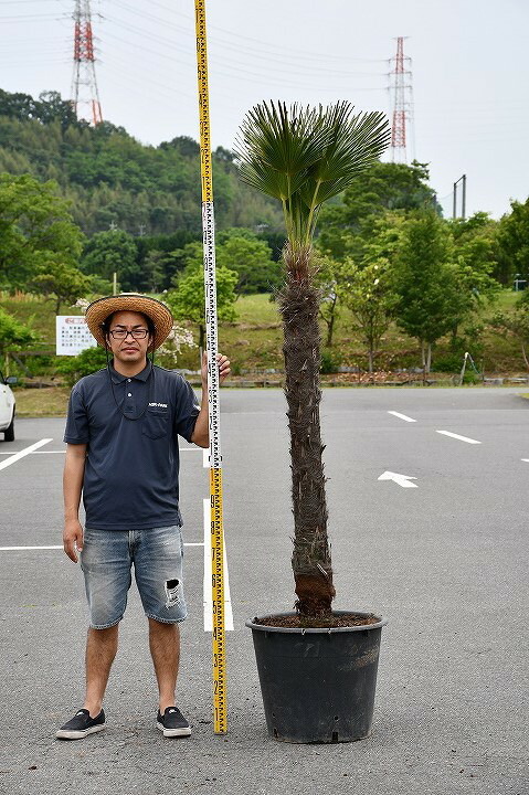 すらっとしたヤシの木 トウジュロ 愛知県 三重県 岐阜県 東海地区一番の店頭 観葉植物 在庫数 花ひろば トウジュロ リゾート系シンボルツリーとして人気 現品発送 耐寒性 すらっとした ヤシ 苗木 ヤシの木 トウシュロ 根巻き苗 トウジュロ 南国風 庭 木