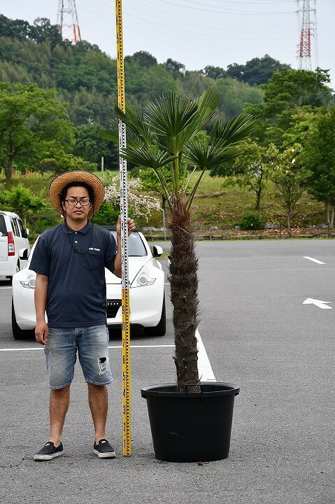 楽天市場 現品発送 耐寒性 すらっとした ヤシ 苗木 ヤシの木 トウシュロ 根巻き苗 トウジュロ 南国風 庭 木 苗木 観葉植物 植木 庭木 シンボルツリー 常緑樹 高木 メダカの産卵用 棕櫚 全国発送可 Syuro06 12 苗木の専門店 グリーンでｇｏ