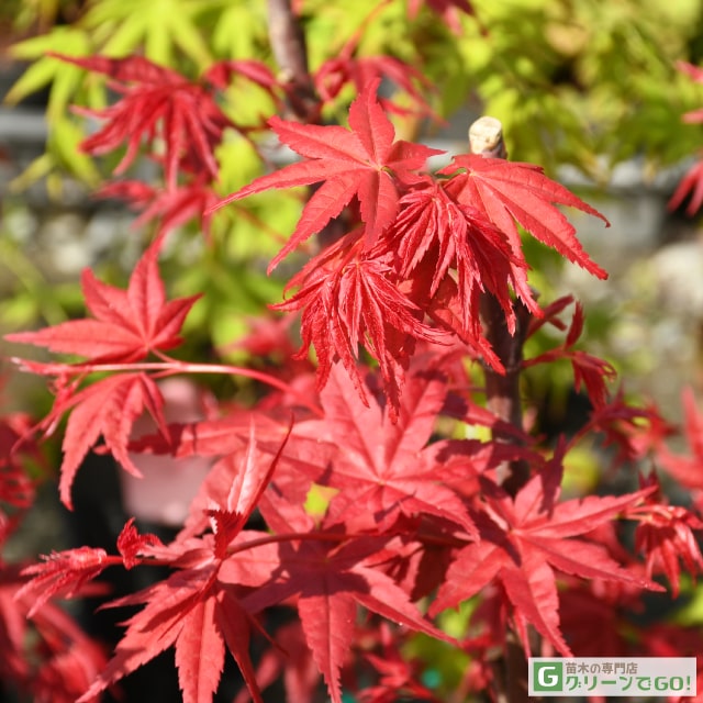 楽天市場】もみじ 苗木 【出猩々 （でしょうじょう）】 約1.0m 根巻き
