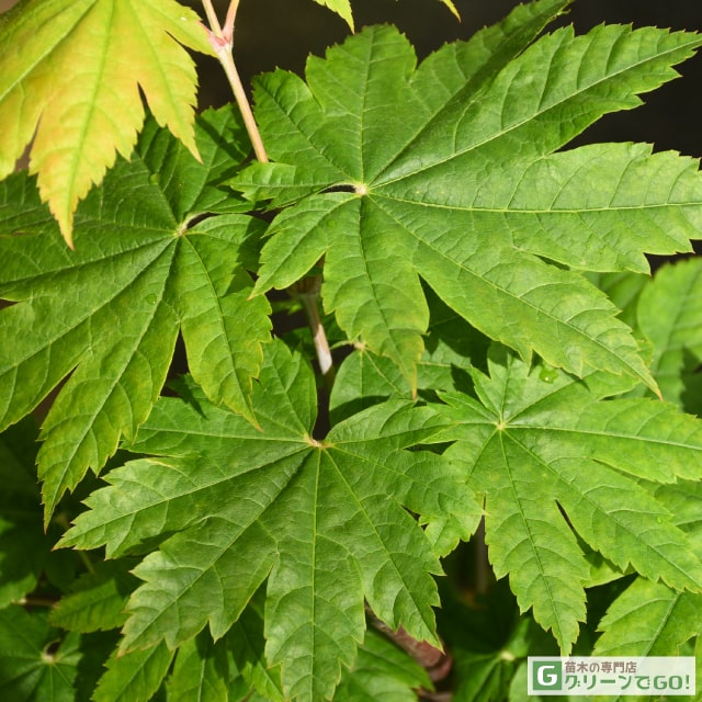 クロビイタヤ　落葉樹の苗木 緑と赤の葉　大小セット クロビイタヤ苗木 緑と赤のグラデーション 葉 紅葉樹 - メルカリ
