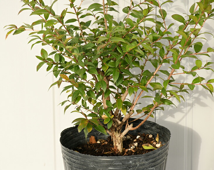 楽天市場 ギンバイカ マートル 苗 ミルタス 約0 6m ポット苗 苗木 植木 花木 庭木 生垣 目隠し ハーブ 常緑樹 低木 苗木の専門店 グリーンでgo 楽天市場 ギンバイカ マートル 苗 ミルタス 約0 6m ポット苗 苗木 植木 花木 庭木 生垣 目隠し ハーブ 常緑樹 低木 苗木の専門店 グリーンでgo